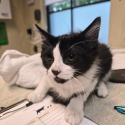 Shelter Stray Male Cat last seen , 361 S Raymond Ave, Pasadena, CA 91105, USA