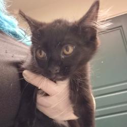 Shelter Stray Male Cat last seen , 361 S Raymond Ave, Pasadena, CA 91105, USA