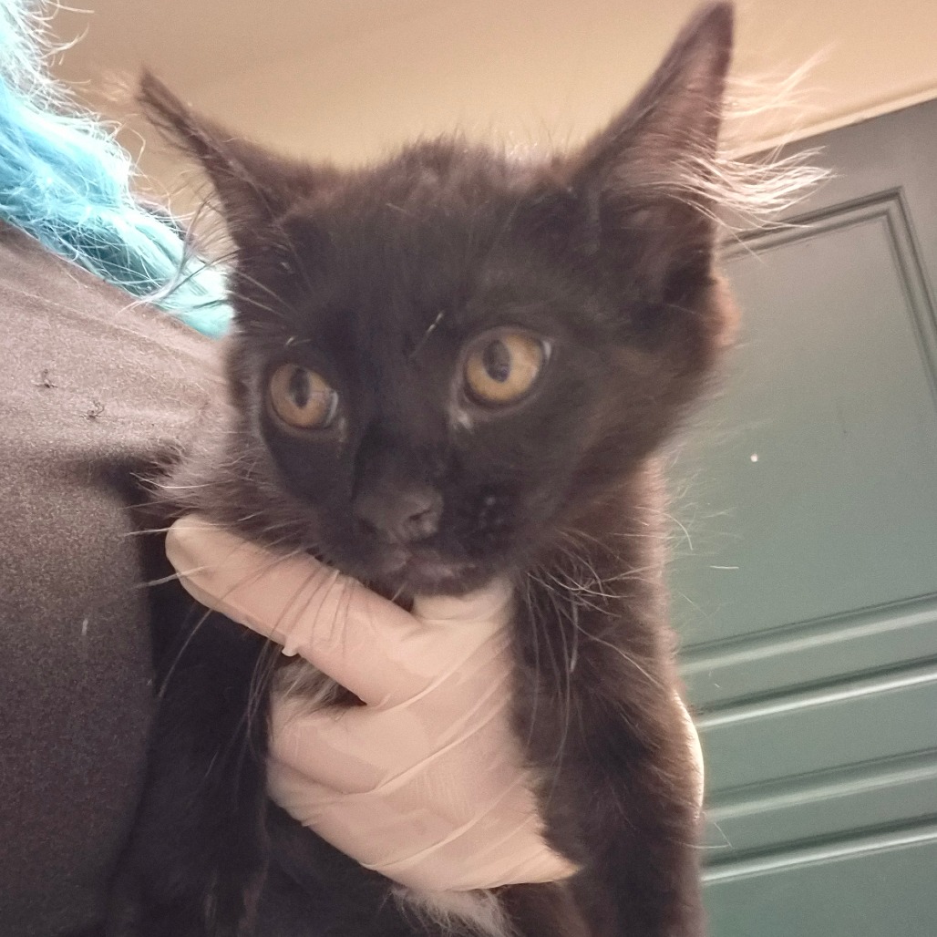 Shelter Stray Male Cat last seen , 361 S Raymond Ave, Pasadena, CA 91105, USA