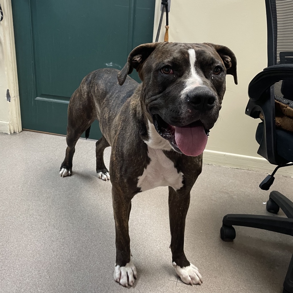 Shelter Stray Male Dog last seen , 361 S Raymond Ave, Pasadena, CA 91105, USA