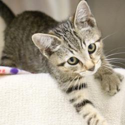 Shelter Stray Male Cat last seen , 361 S Raymond Ave, Pasadena, CA 91105, USA