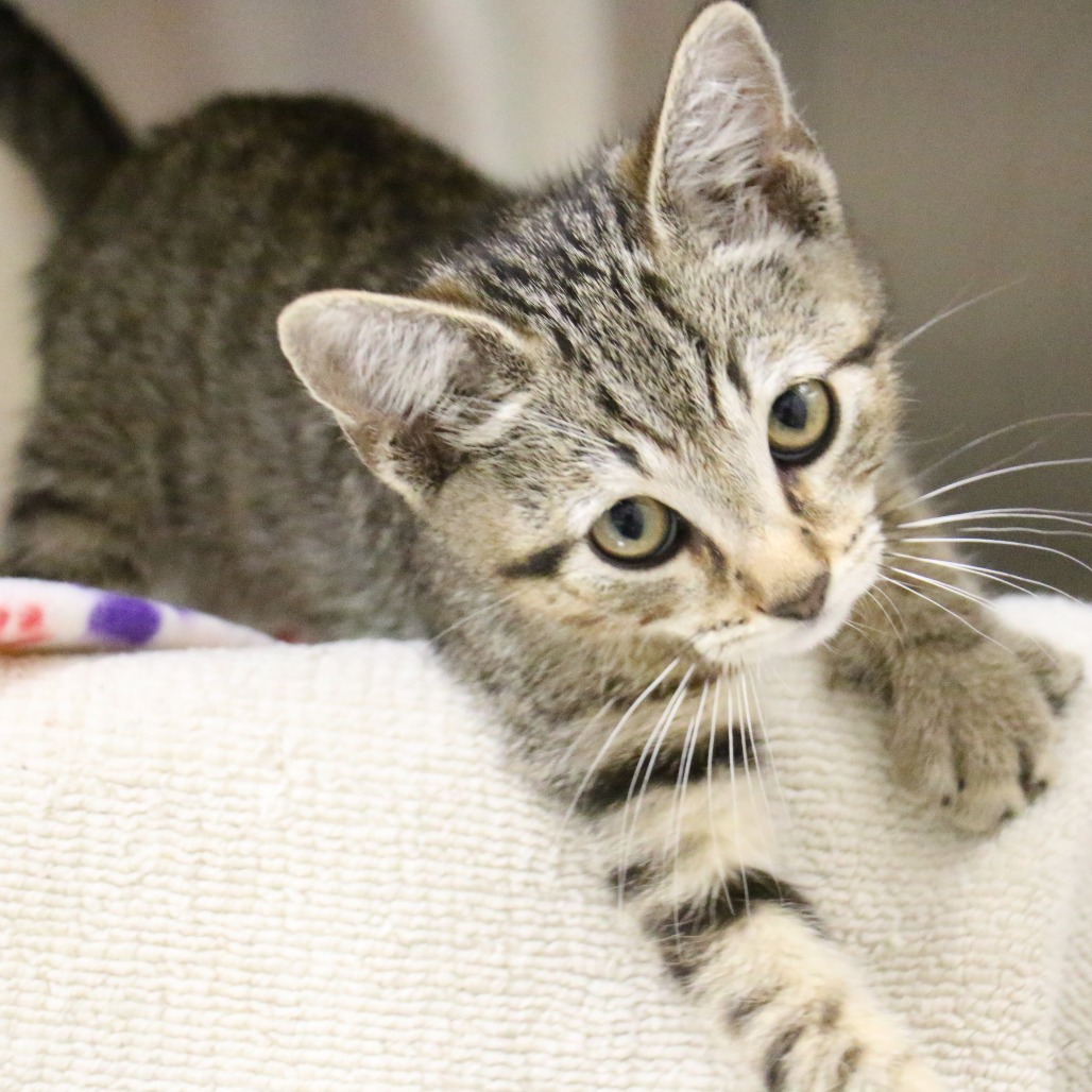 Shelter Stray Male Cat last seen , 361 S Raymond Ave, Pasadena, CA 91105, USA