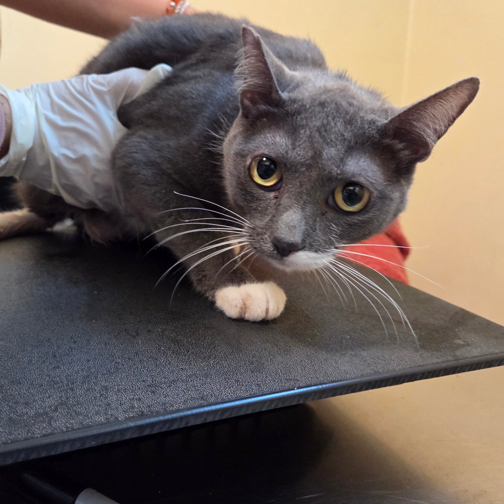 Shelter Stray Female Cat last seen , 361 S Raymond Ave, Pasadena, CA 91105, USA