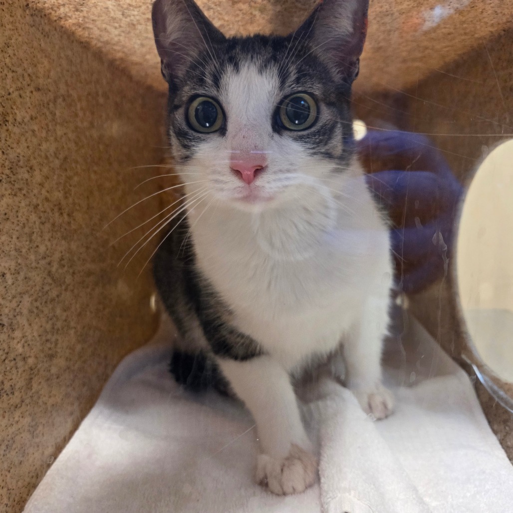 Shelter Stray Female Cat last seen , 361 S Raymond Ave, Pasadena, CA 91105, USA