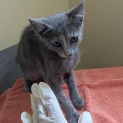 Shelter Stray Female Cat last seen , 361 S Raymond Ave, Pasadena, CA 91105, USA