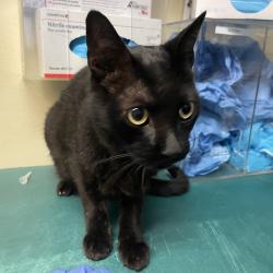 Shelter Stray Male Cat last seen , 361 S Raymond Ave, Pasadena, CA 91105, USA