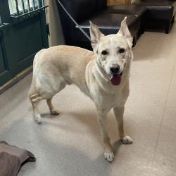 Shelter Stray Male Dog last seen , 361 S Raymond Ave, Pasadena, CA 91105, USA