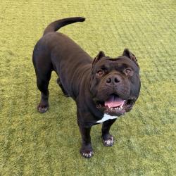 Shelter Stray Male Dog last seen , 361 S Raymond Ave, Pasadena, CA 91105, USA