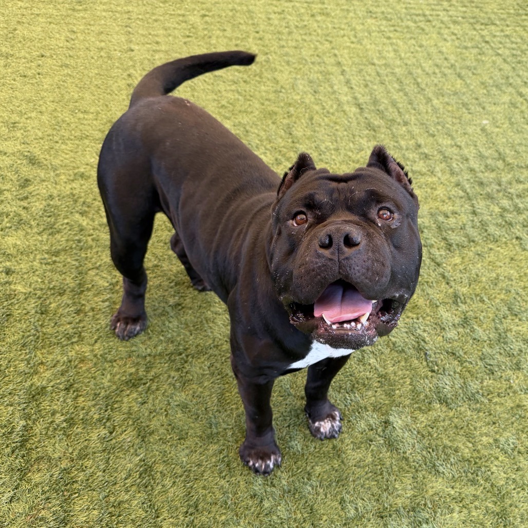 Shelter Stray Male Dog last seen , 361 S Raymond Ave, Pasadena, CA 91105, USA