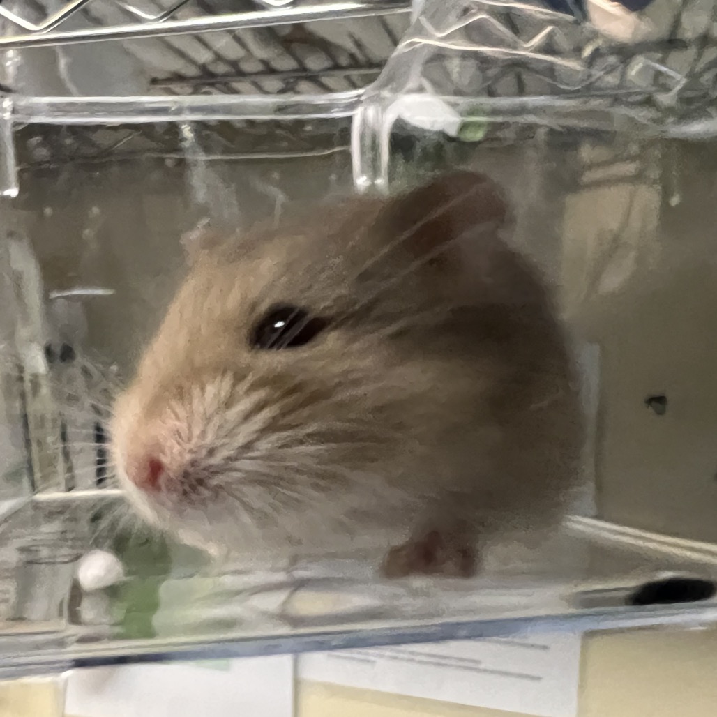 Shelter Stray Male Other last seen , 361 S Raymond Ave, Pasadena, CA 91105, USA