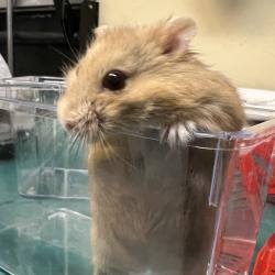 Shelter Stray Male Other last seen , 361 S Raymond Ave, Pasadena, CA 91105, USA