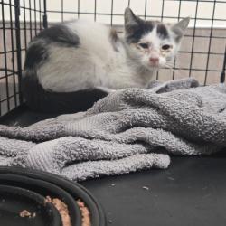 Shelter Stray Female Cat last seen , 361 S Raymond Ave, Pasadena, CA 91105, USA