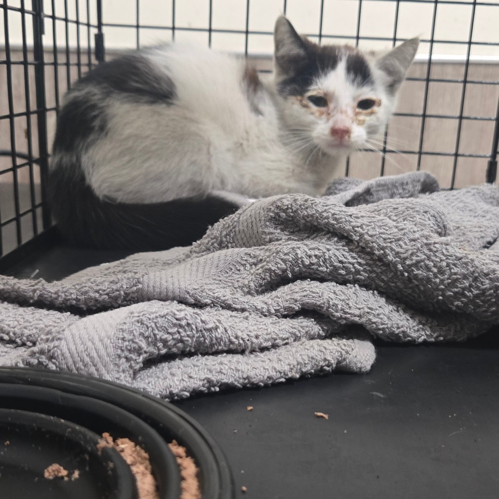 Shelter Stray Female Cat last seen , 361 S Raymond Ave, Pasadena, CA 91105, USA