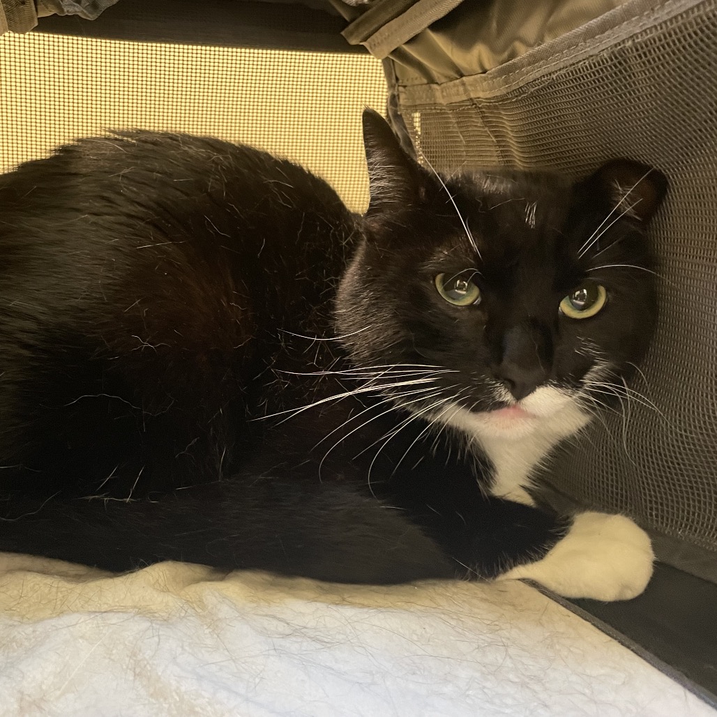Shelter Stray Male Cat last seen , 361 S Raymond Ave, Pasadena, CA 91105, USA