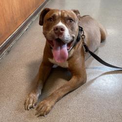 Shelter Stray Male Dog last seen , 361 S Raymond Ave, Pasadena, CA 91105, USA