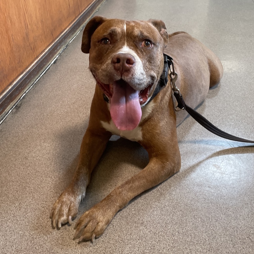 Shelter Stray Male Dog last seen , 361 S Raymond Ave, Pasadena, CA 91105, USA