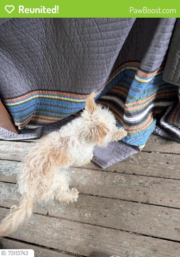 Reunited Female Dog last seen Near military road s 193 pl, SeaTac, WA 98188