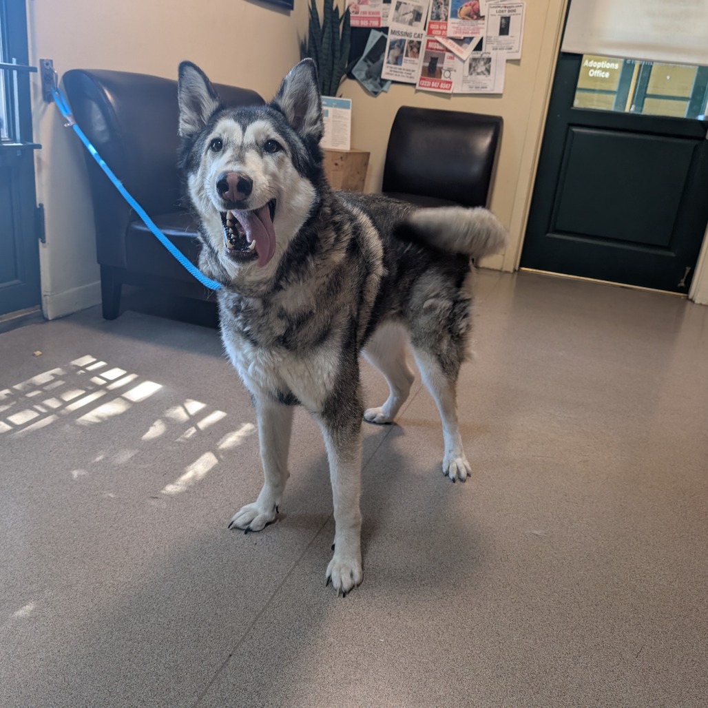 Shelter Stray Female Dog last seen , 361 S Raymond Ave, Pasadena, CA 91105, USA