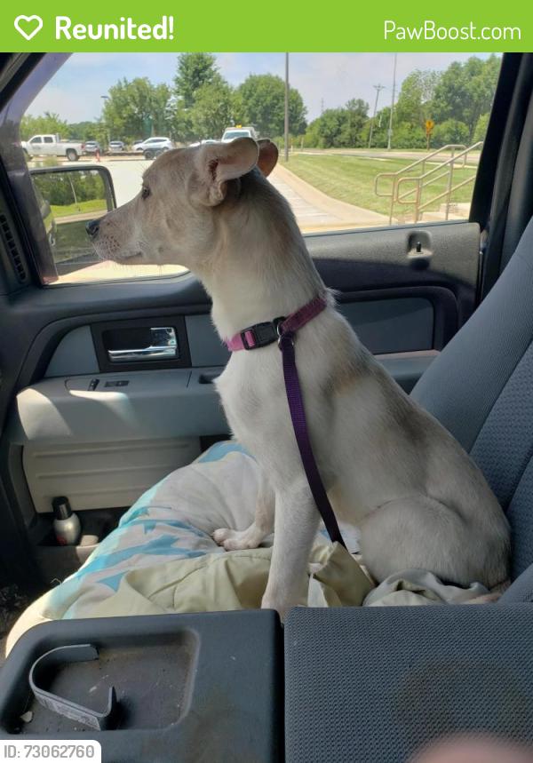 Reunited Female Dog last seen Lancaster rd and Hwy H, Clay County, MO 64068