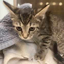Shelter Stray Female Cat last seen , 361 S Raymond Ave, Pasadena, CA 91105, USA