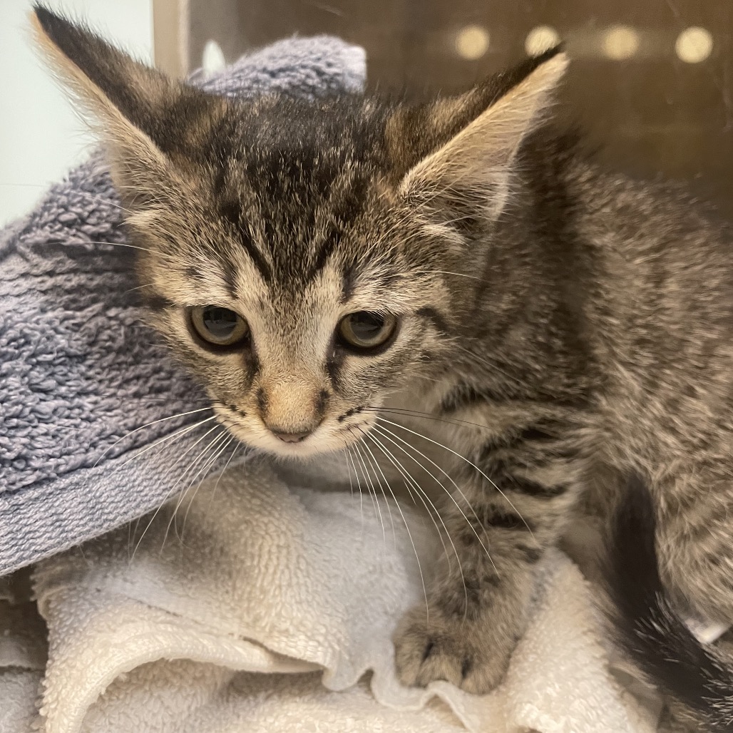 Shelter Stray Female Cat last seen , 361 S Raymond Ave, Pasadena, CA 91105, USA