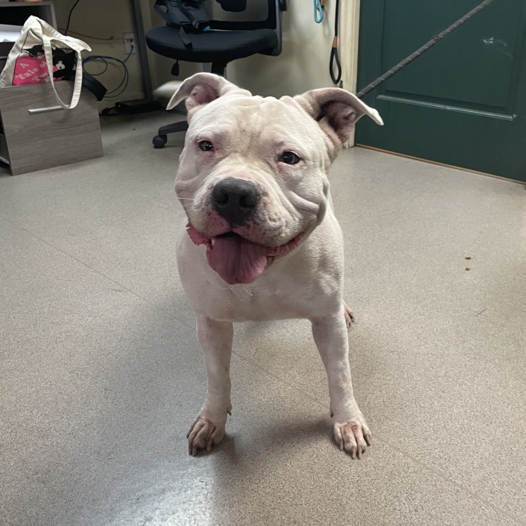 Shelter Stray Female Dog last seen , 361 S Raymond Ave, Pasadena, CA 91105, USA