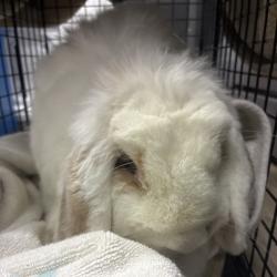 Shelter Stray Female Rabbit last seen , 361 S Raymond Ave, Pasadena, CA 91105, USA