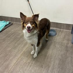 Shelter Stray Female Dog last seen , 361 S Raymond Ave, Pasadena, CA 91105, USA