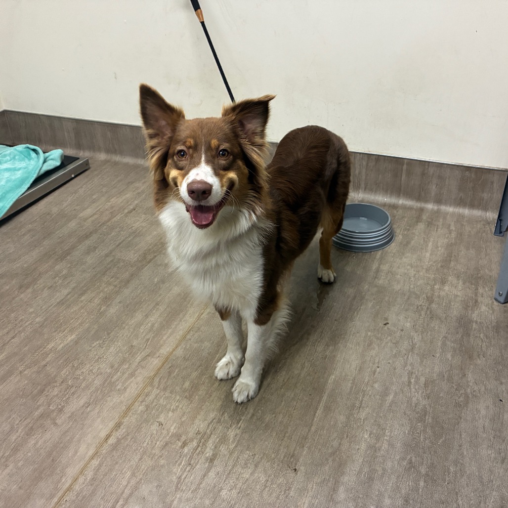 Shelter Stray Female Dog last seen , 361 S Raymond Ave, Pasadena, CA 91105, USA