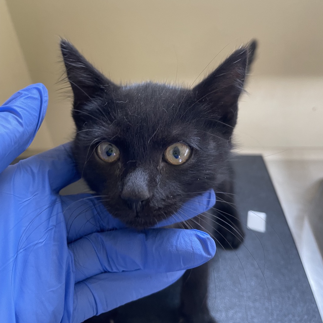 Shelter Stray Male Cat last seen , 361 S Raymond Ave, Pasadena, CA 91105, USA