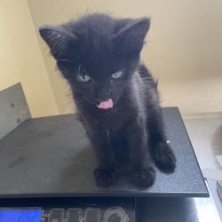Shelter Stray Male Cat last seen , 361 S Raymond Ave, Pasadena, CA 91105, USA