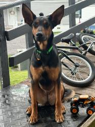 Reunited Female Dog last seen Hampton Ave, Imperial Pa, Imperial, PA 15126