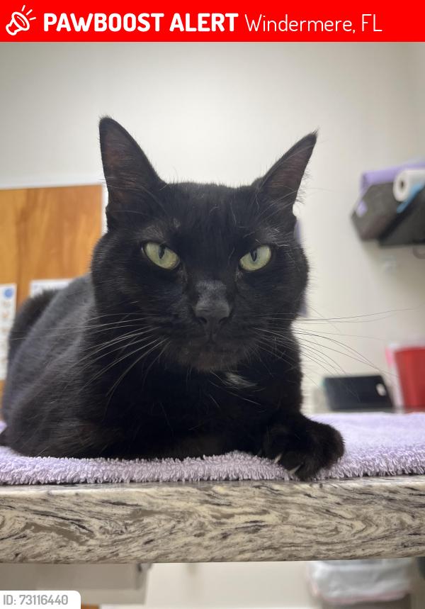Lost Female Cat last seen Downtown Windermere on Oakdale behind tennis court, Windermere, FL 34786