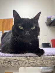 Lost Female Cat last seen Downtown Windermere on Oakdale behind tennis court, Windermere, FL 34786