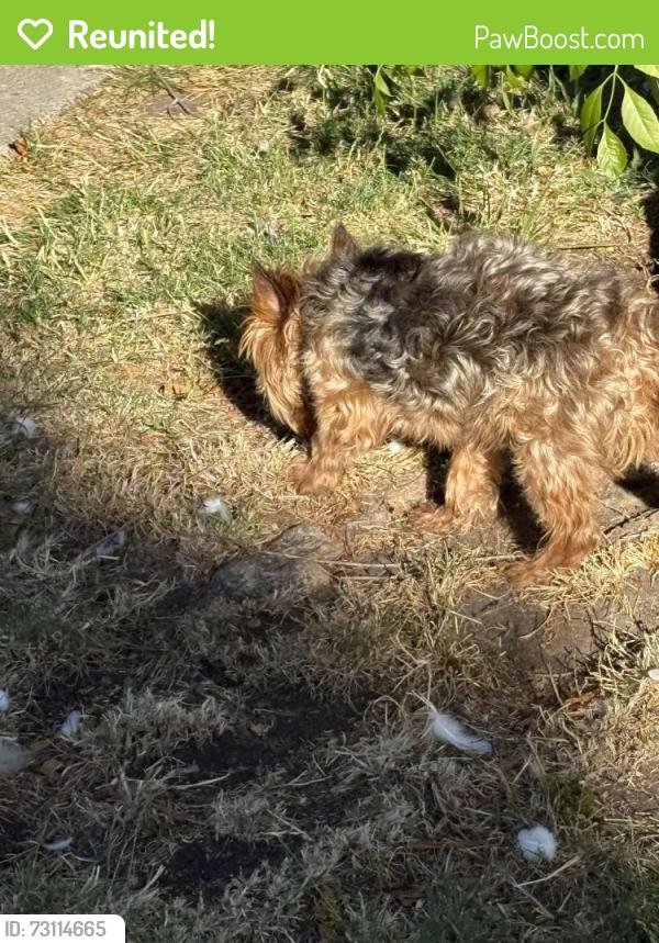 Reunited Male Dog last seen Robinhood, El Sobrante, CA 94803