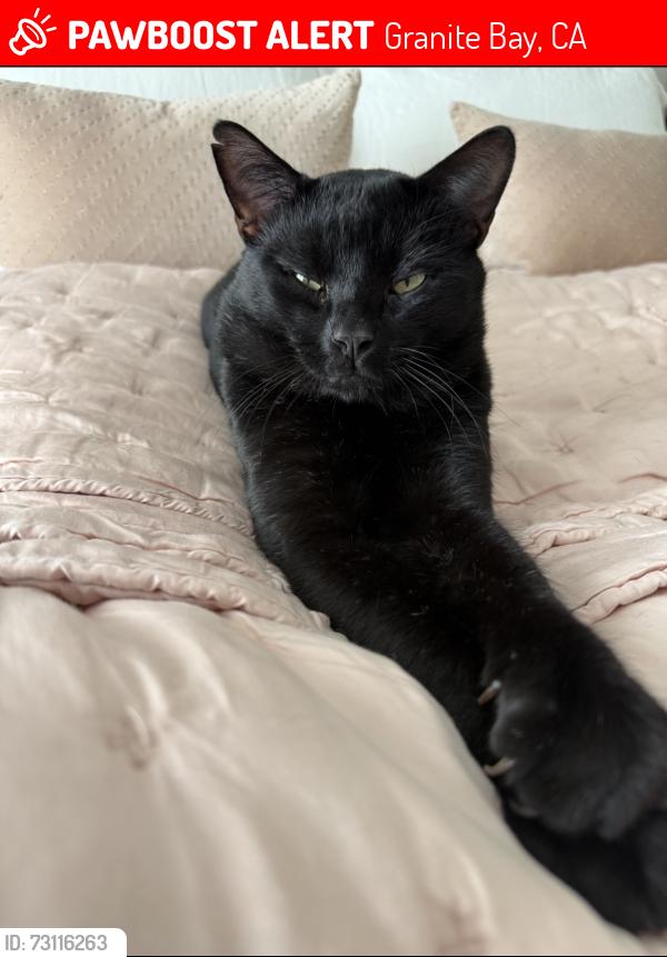 Lost Male Cat last seen Joe Rodgers/Itchy Acres, Granite Bay, CA 95746
