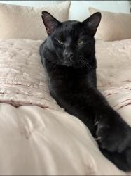 Lost Male Cat last seen Joe Rodgers/Itchy Acres, Granite Bay, CA 95746
