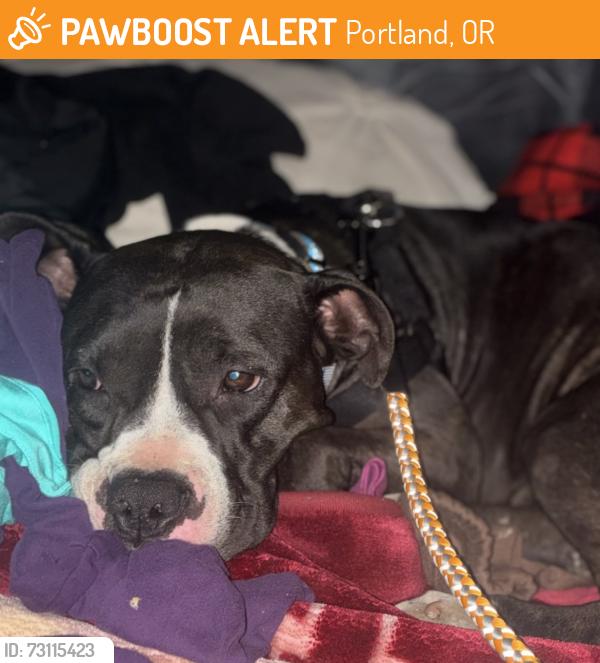 Found/Stray Female Dog last seen NW 5th & Couch St Portland, Oregon 97209, Portland, OR 97203