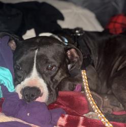 Found/Stray Female Dog last seen NW 5th & Couch St Portland, Oregon 97209, Portland, OR 97203