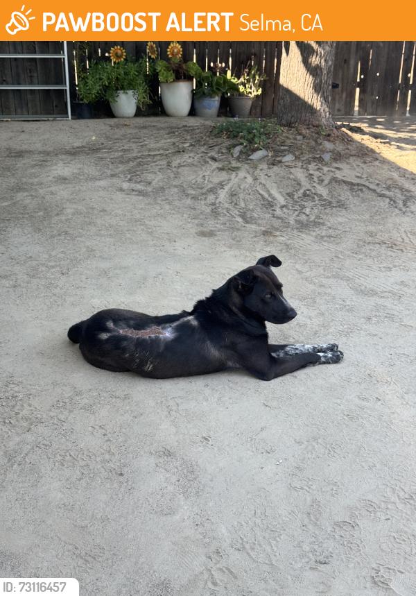 Found/Stray Male Dog last seen E Dinuba Ave & S Highland Ave, Selma, CA 93662