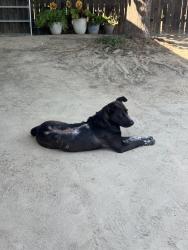 Found/Stray Male Dog last seen E Dinuba Ave & S Highland Ave, Selma, CA 93662