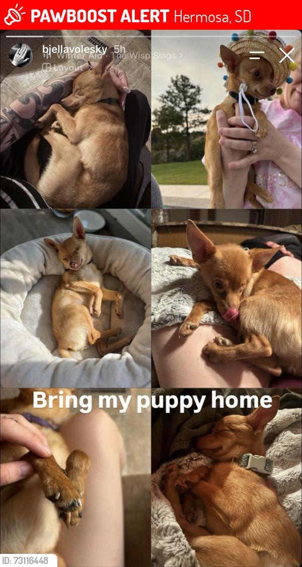 Lost Male Dog last seen Lower Spring Creek Rd and Assurance Lane, Hermosa, SD 57744