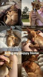 Lost Male Dog last seen Lower Spring Creek Rd and Assurance Lane, Hermosa, SD 57744