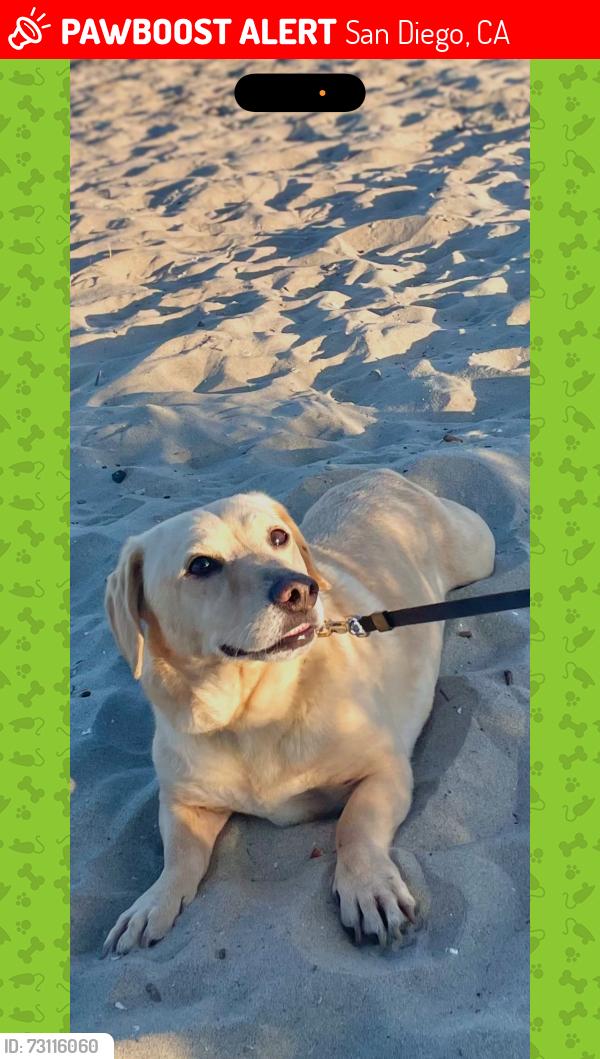 Lost Male Dog last seen San diego, San Diego, CA 92101