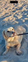 Lost Male Dog last seen San diego, San Diego, CA 92101