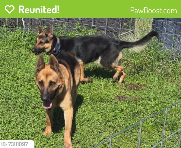 Reunited Female Dog last seen Pell and Lopez Road, Volusia County, FL 32764