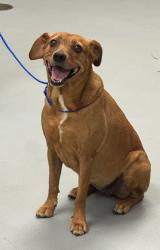Shelter Stray Female Dog last seen Midwest City, 8485 E Reno Ave, Midwest City, OK 73110, USA