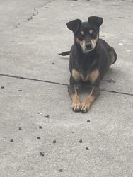 Lost Male Dog last seen Long Beach, Long Beach, CA 90805