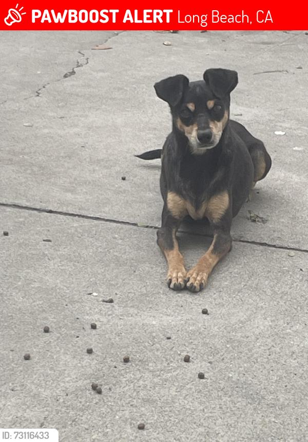 Lost Male Dog last seen Long Beach, Long Beach, CA 90805