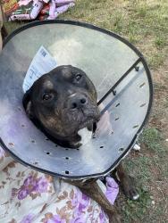 Reunited Female Dog last seen Near Lake Rd, Tunnel Hill, GA 30755, USA, Tunnel Hill, GA 30755